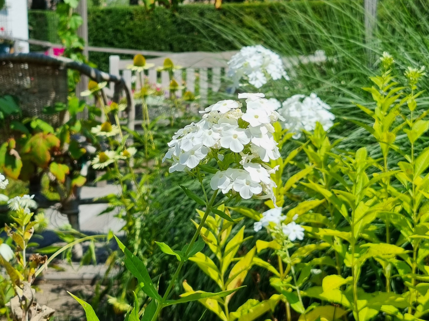 Witte bloemen in de tuin van Hospice Parunashia